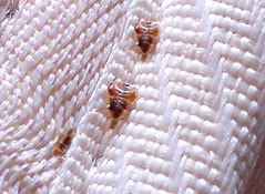 Bed bugs hide in mattress seams and furniture crevices during the day ...